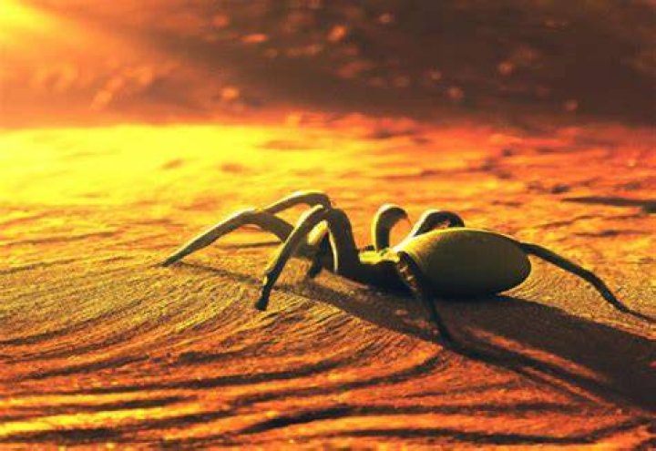 Can spiders die from heat Healing Picks