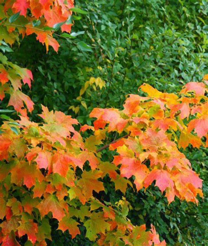 Carol Steel Oak and Maple Leaves
