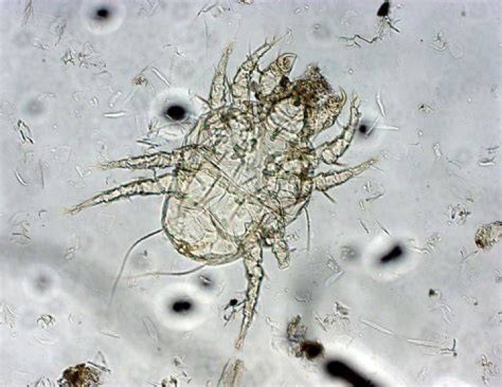Cheyletiella The walking dandruff Worms & Germs Blog