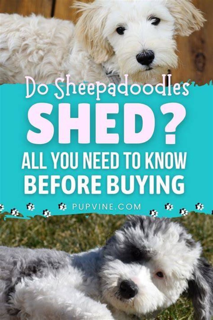 Do Sheepadoodles Shed? All You Need To Know Before Buying
