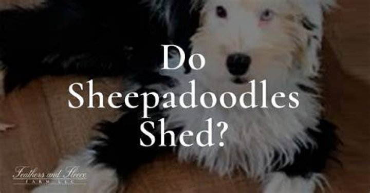 Do Sheepadoodles Shed? The FACTS About Sheepadoodle Shedding