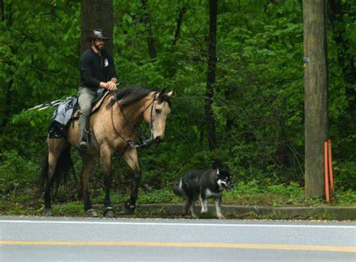 Horse Trips Over Dog And Kills Rider How To Own a Horse