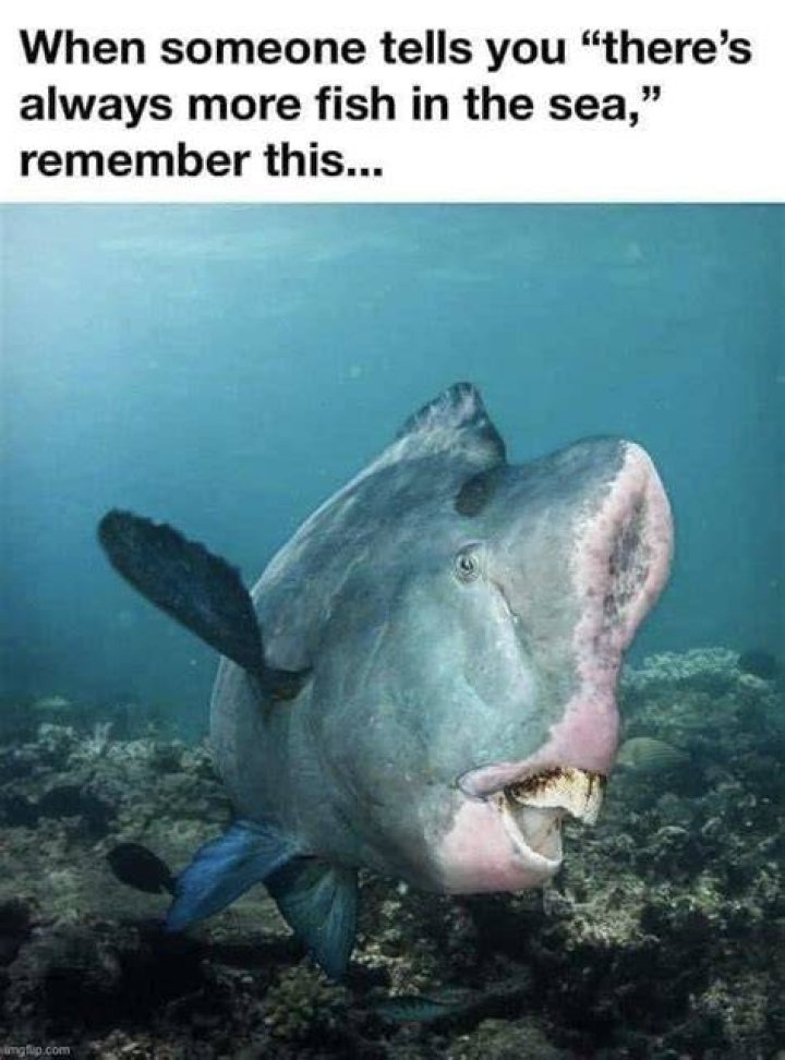 Image tagged in fish Imgflip